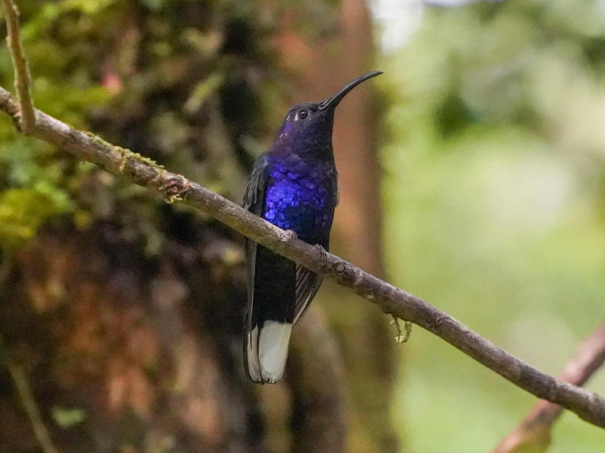 Campo Azul #2 - Monteverde Buitenkant foto